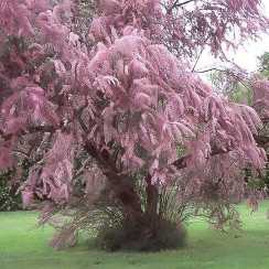 Тамарикс дрібноквітковий (Tamarix Parviflora)