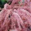 Тамарикс дрібноквітковий (Tamarix Parviflora)