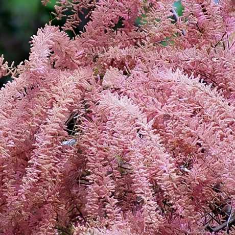 Тамарикс дрібноквітковий (Tamarix Parviflora)