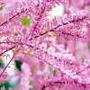 Тамарикс чотиритичинковий (Tamarix tetrandra)