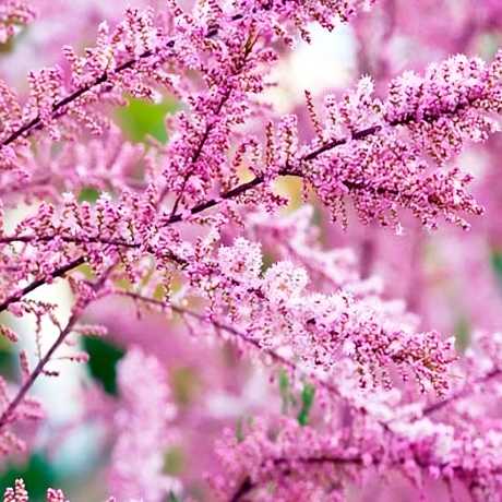 Тамарикс чотиритичинковий (Tamarix tetrandra)