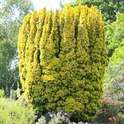 Тис ягідний Фастігіата Ауреа /Taxus baccata Fastigiata Aurea