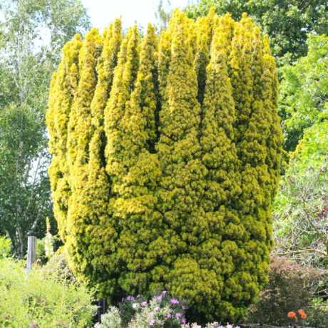 Тис ягідний Фастігіата Ауреа /Taxus baccata Fastigiata Aurea