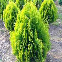 Туя Aurea Nana