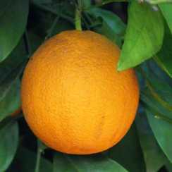 Апельсин Цукровий (Citrus sinensis Salustiana)