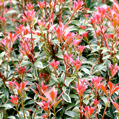 Пієрис японський Little Heath (варієгатний)