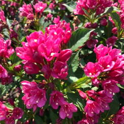 Вейгела Біг Лав (Weigela florida Big Love)