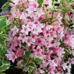 Вейгела Нана Варієгата (Nana Variegata)