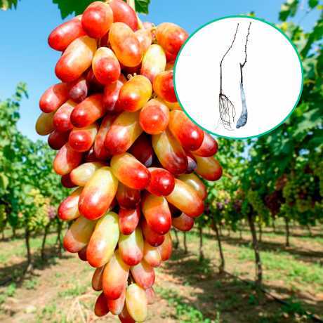 Виноград Манікюр фінгер (столовий) (Відкритий грунт)