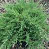 Ялівець Сарджента (Juniperus sargéntii)
