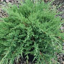 Ялівець Сарджента (Juniperus sargéntii)