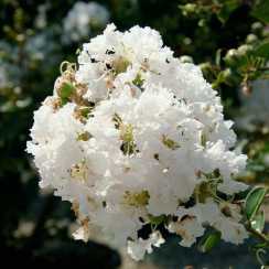 Лагерстремія індійська White