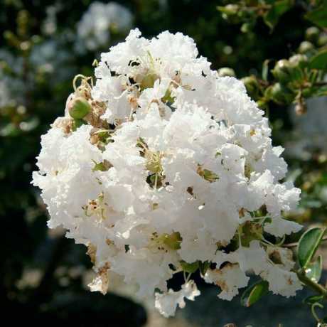 Лагерстремія індійська White
