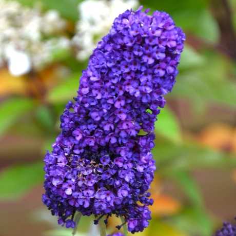 Будлея Давида Груві Грейп (Groovy Grape)