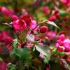Яблуня Вейч Скарлет (Malus Scarlett) | декоративна яблуня