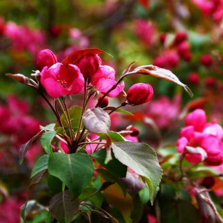 Яблуня Вейч Скарлет (Malus Scarlett) | декоративна яблуня