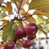 Яблуня Вейч Скарлет (Malus Scarlett) | декоративна яблуня