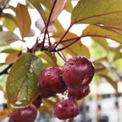 Яблуня Вейч Скарлет (Malus Scarlett) | декоративна яблуня