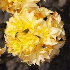 Аазалія Yellow Pom Pom (Жовтий помпон) 