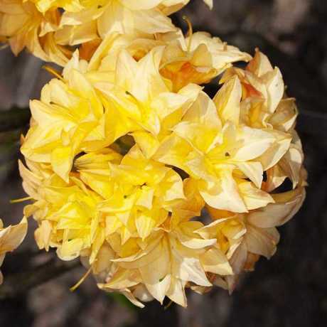 Аазалія Yellow Pom Pom (Жовтий помпон) 