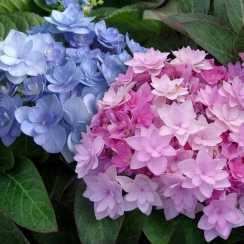 Гортензія великолиста You and Me Forever