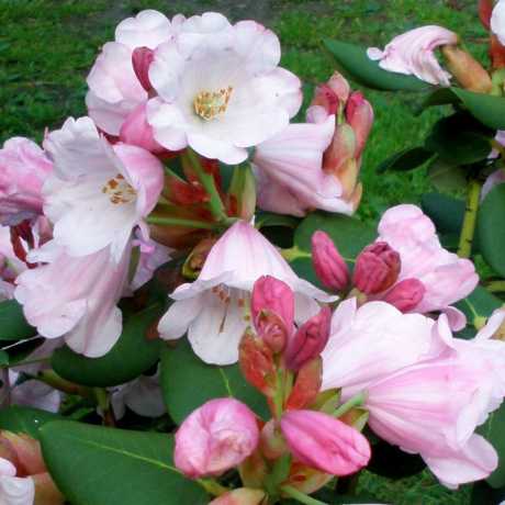 Рододендрон Yuefengense (вечнозеленый)