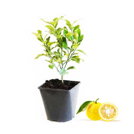 Лимон японский Yuzu