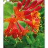 Жимолость Брауна Дропмор Скарлет (Lonicera brownii Dropmore Scarlet)