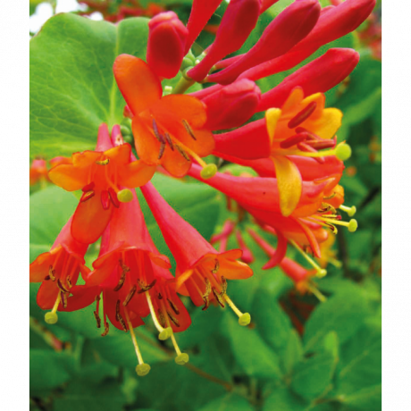 Жимолость Брауна Дропмор Скарлет (Lonicera brownii Dropmore Scarlet)