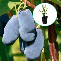 Жимолость Колін (Colin) (ранній термін дозрівання)