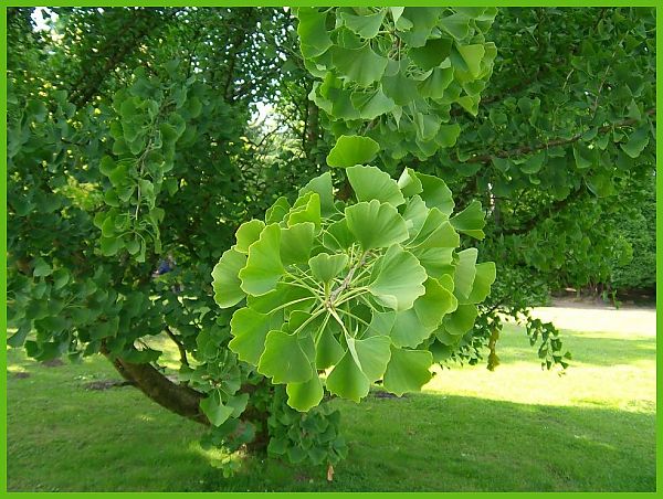 Gingko-biloba
