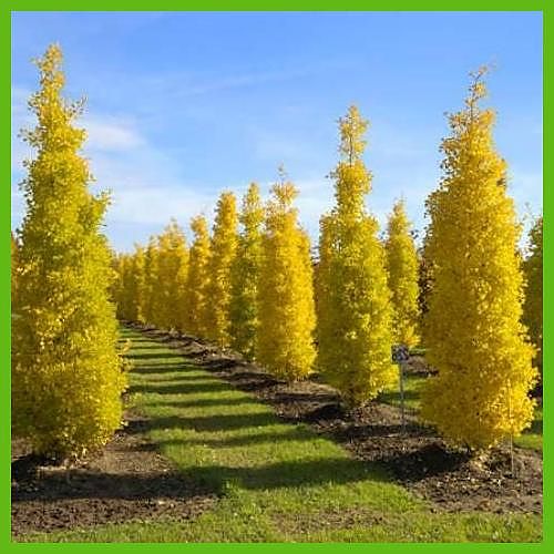 Gingko-biloba_3
