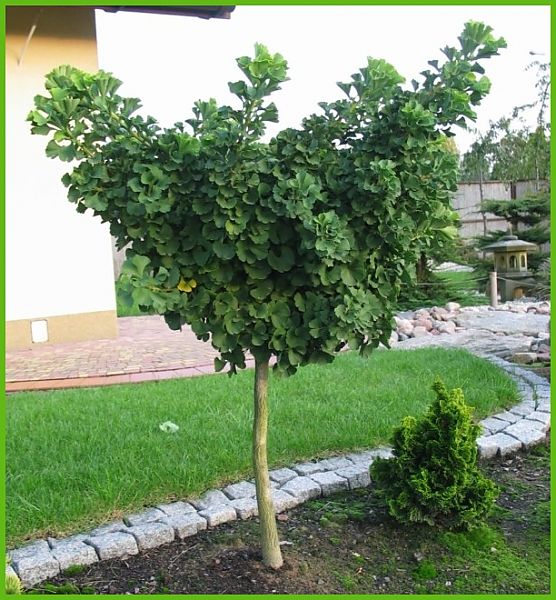 Gingko-biloba_4