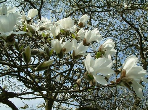 Magnolia-Kobys-1