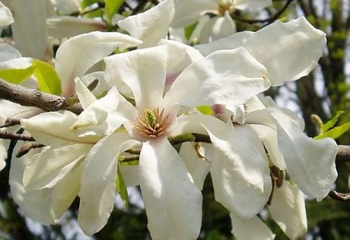 Magnolia-Kobys-2
