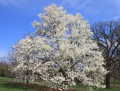 Magnolia-Kobys-3