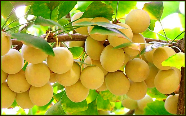 rastenie-ginkgo-biloba-2