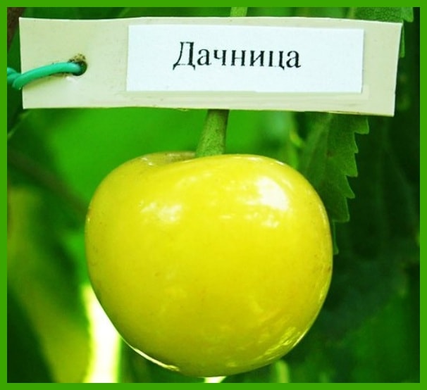 Желтая ягода черешни «Дачница»