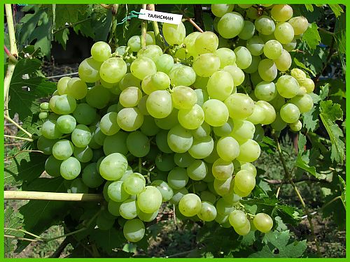 Vinograd_Talisman_1