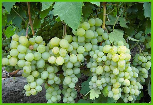 Vinograd_Talisman_2