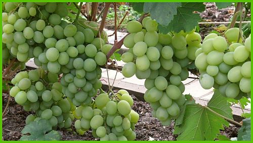 Vinograd_Talisman_3