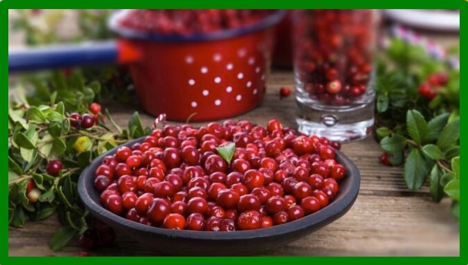 Купити саджанці брусниці в Ідея-Сад