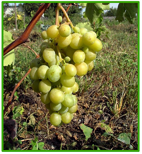 cerkovnye-kolokola-1