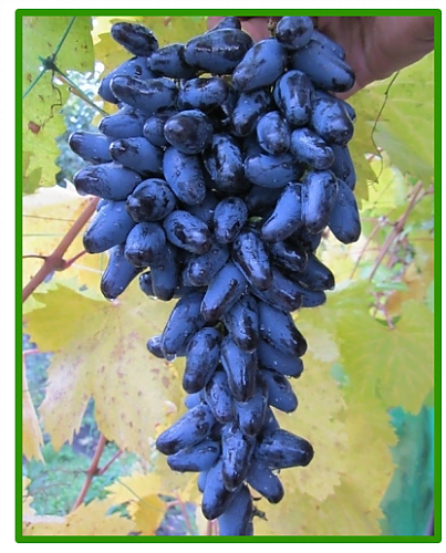 pamyati-negrulya-1